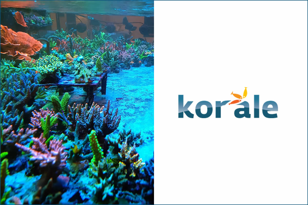 Koralle.pl