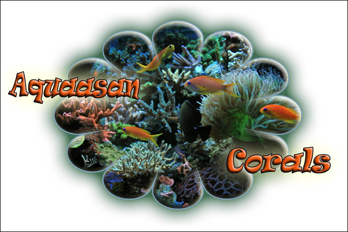 Aquaasan corals 