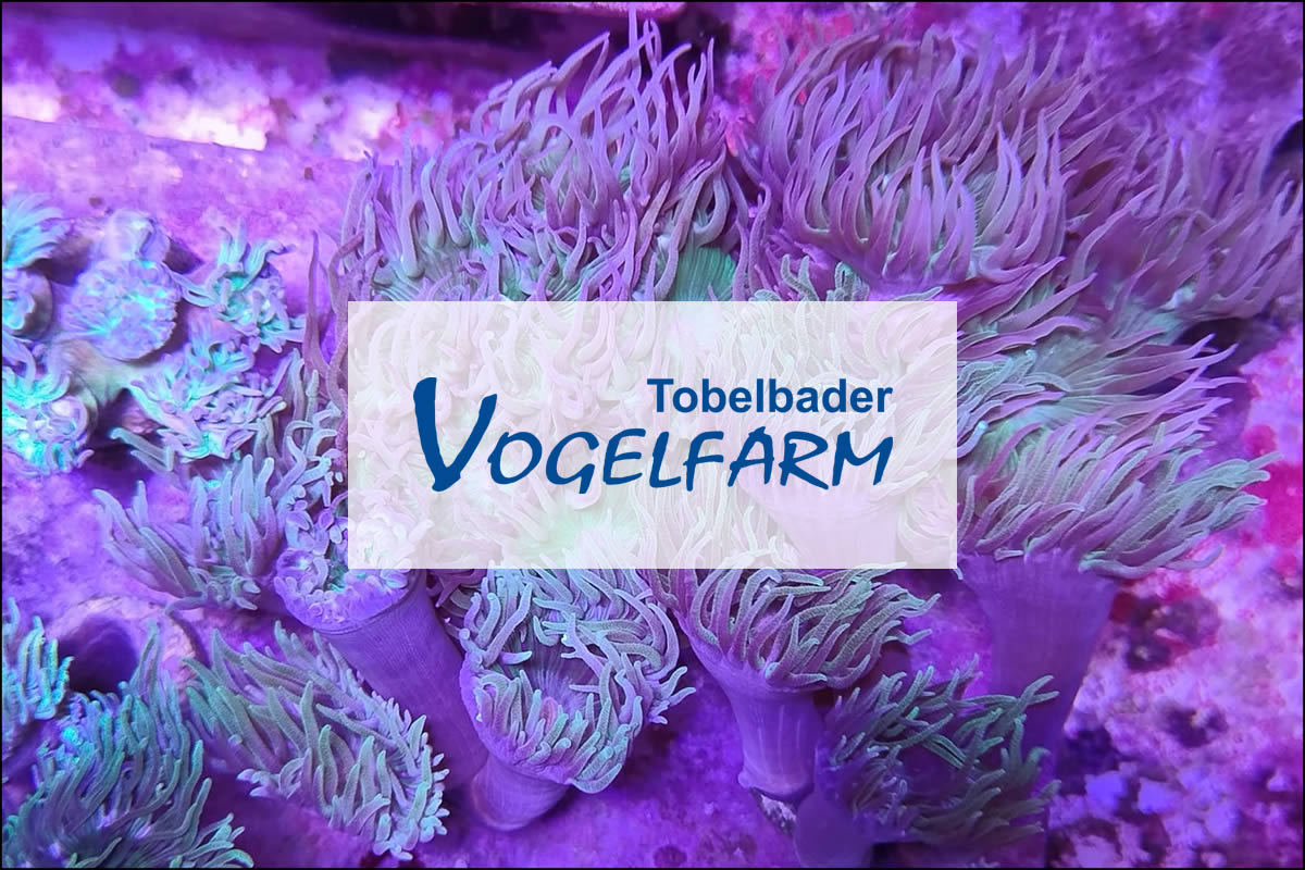 Vogelfarm Tobelbad E. Höller G.m.b.H.